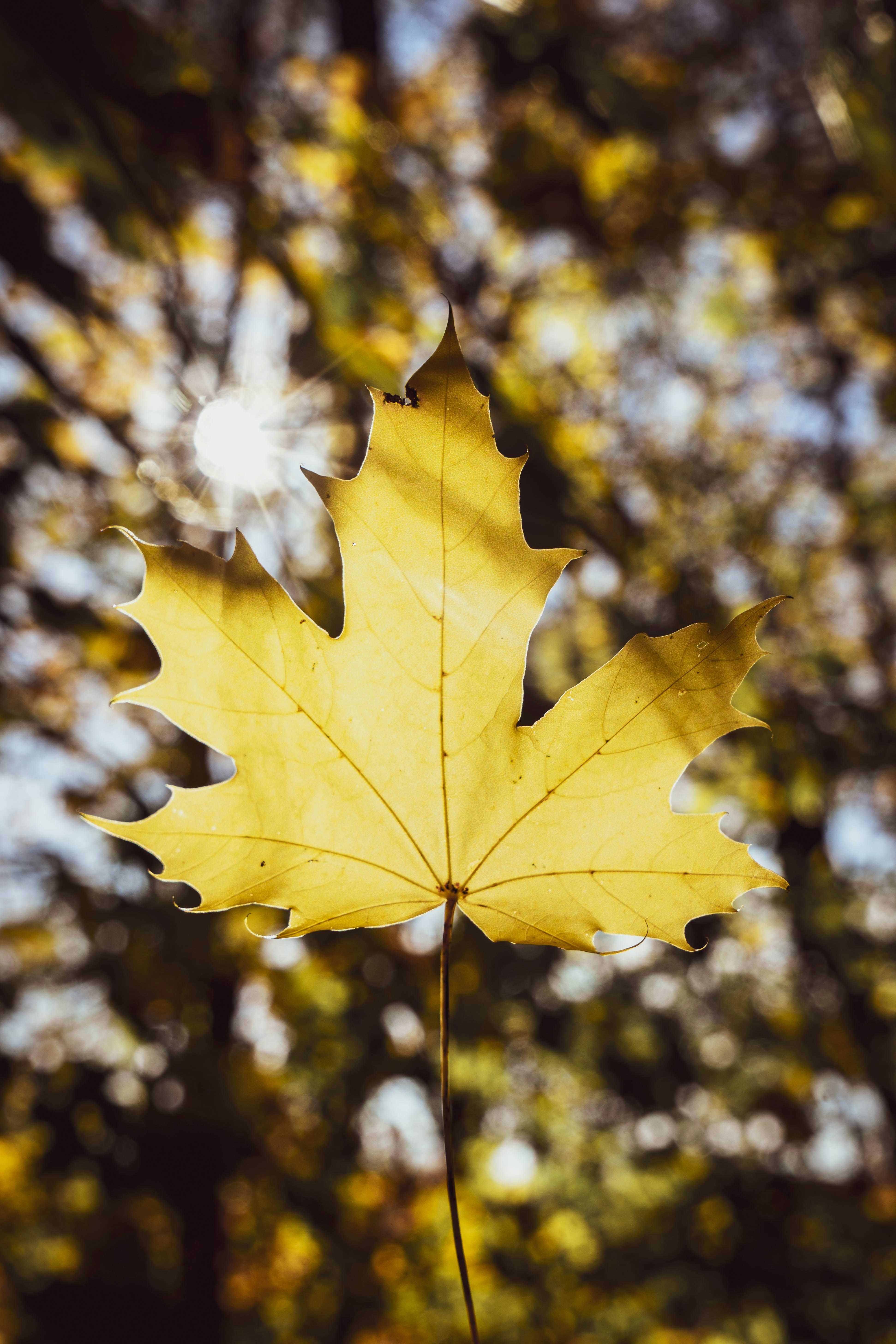 yellow maple leaf in close up photography