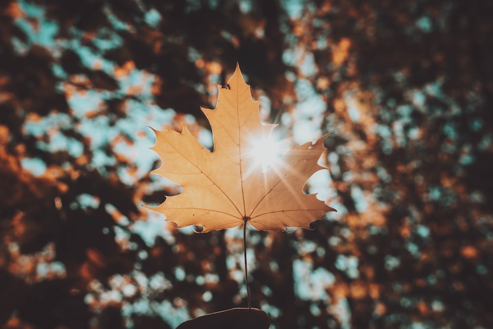 brown maple leaf in tilt shift lens