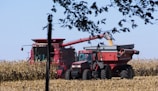 A red combine harvester and tractor with a grain cart are working together in a cornfield under a clear blue sky. The harvester is transferring harvested corn into the cart, and the scene is bordered by branches with leaves in the foreground.