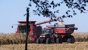 A red combine harvester and tractor with a grain cart are working together in a cornfield under a clear blue sky. The harvester is transferring harvested corn into the cart, and the scene is bordered by branches with leaves in the foreground.