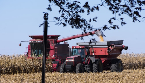 A red combine harvester and tractor with a grain cart are working together in a cornfield under a clear blue sky. The harvester is transferring harvested corn into the cart, and the scene is bordered by branches with leaves in the foreground.