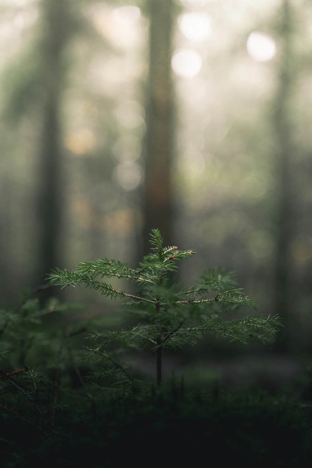 Pianta verde nella lente decentrabile