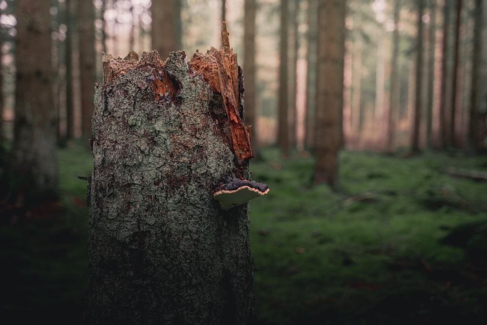 brown tree trunk in tilt shift lens