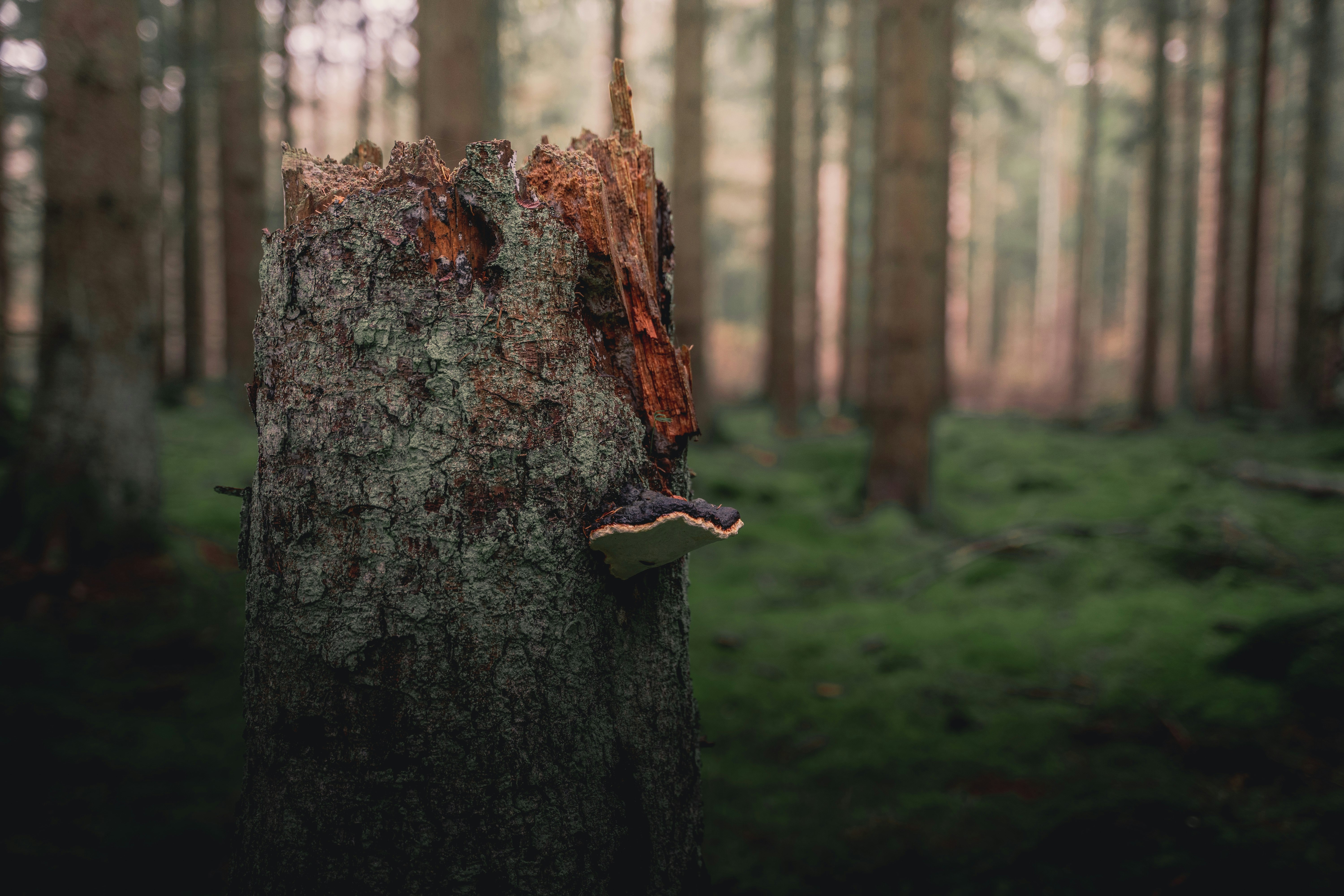 brown tree trunk in tilt shift lens