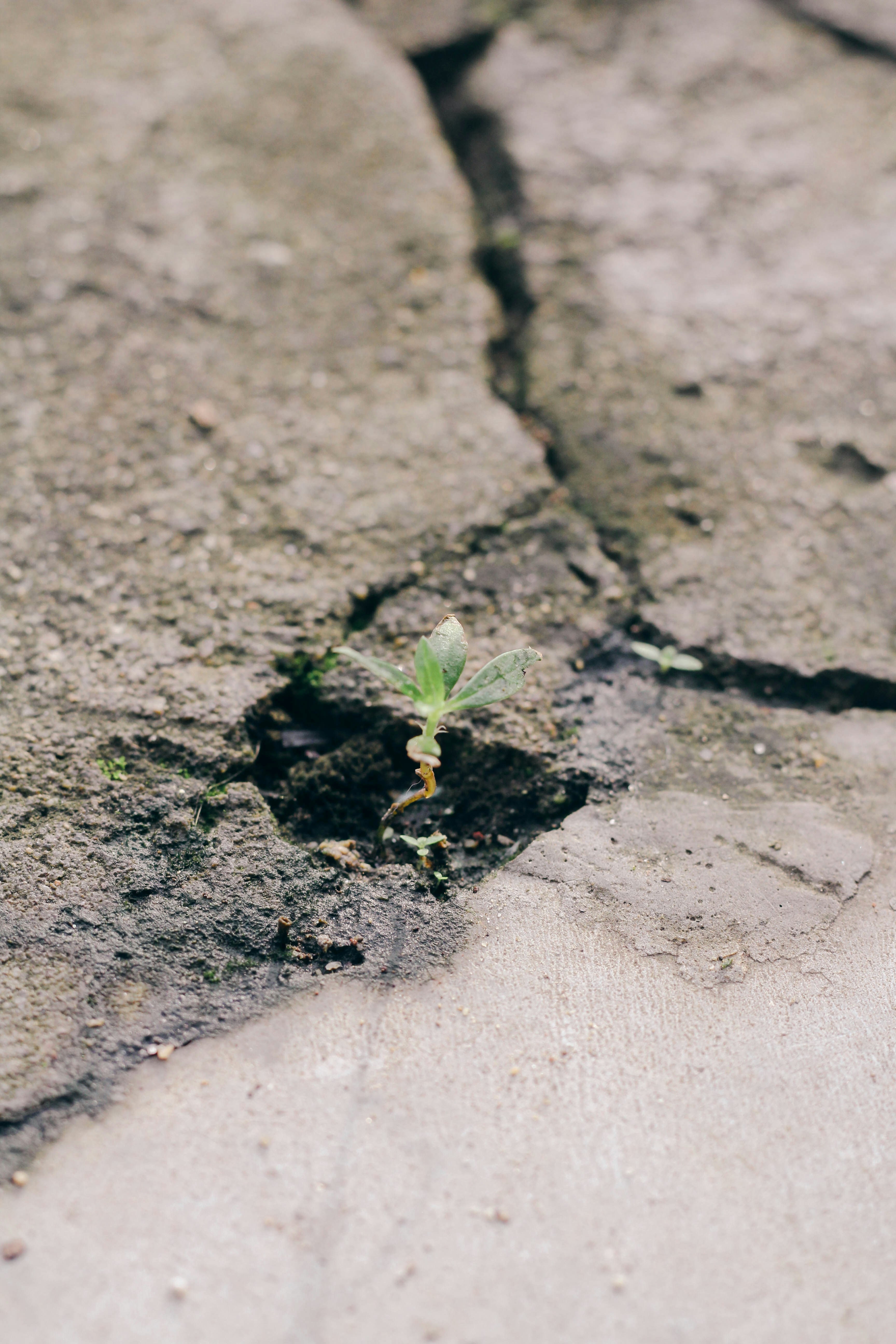 A small plant is growing up from the cement floor.