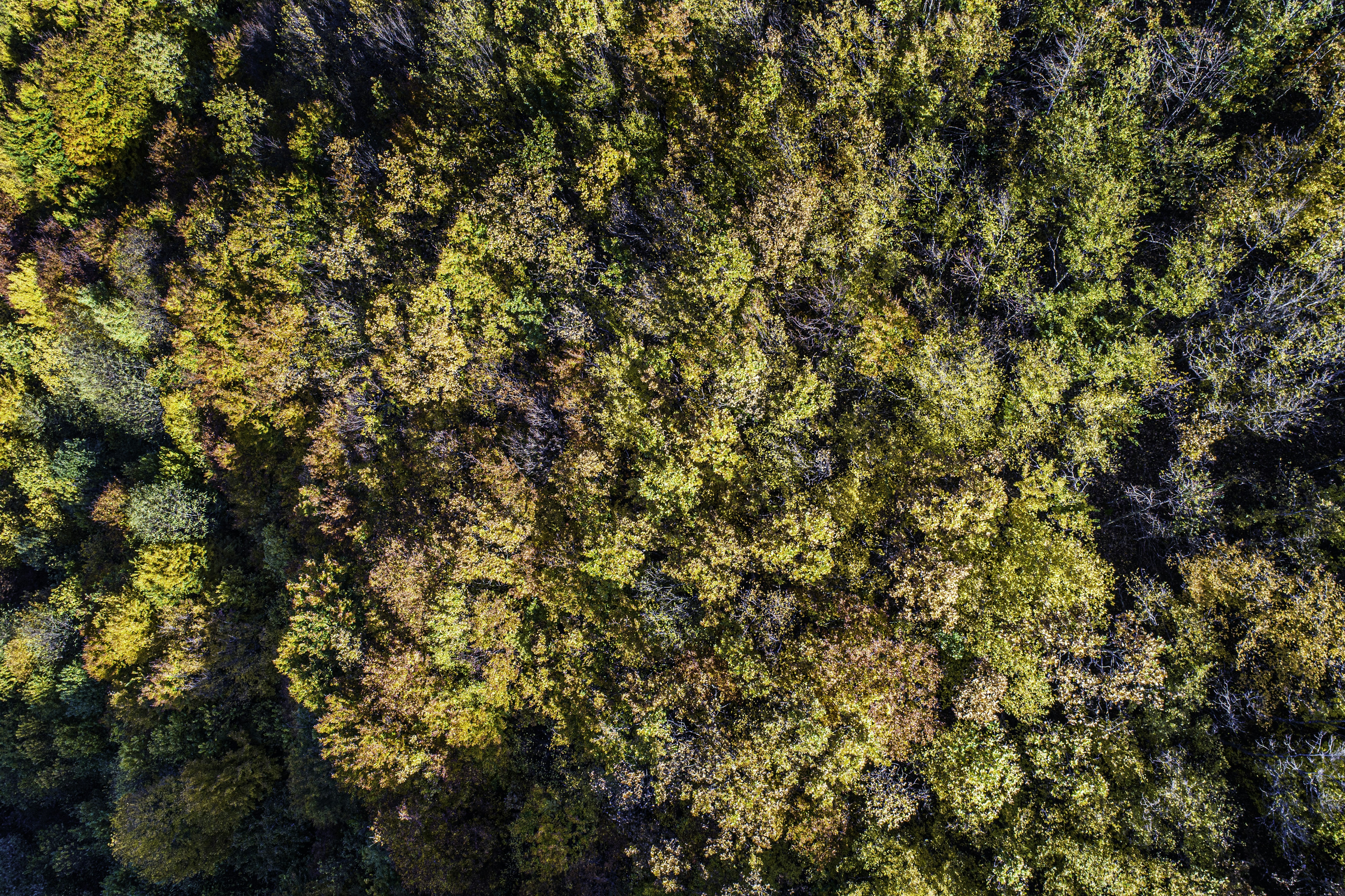 Photo by victorserban