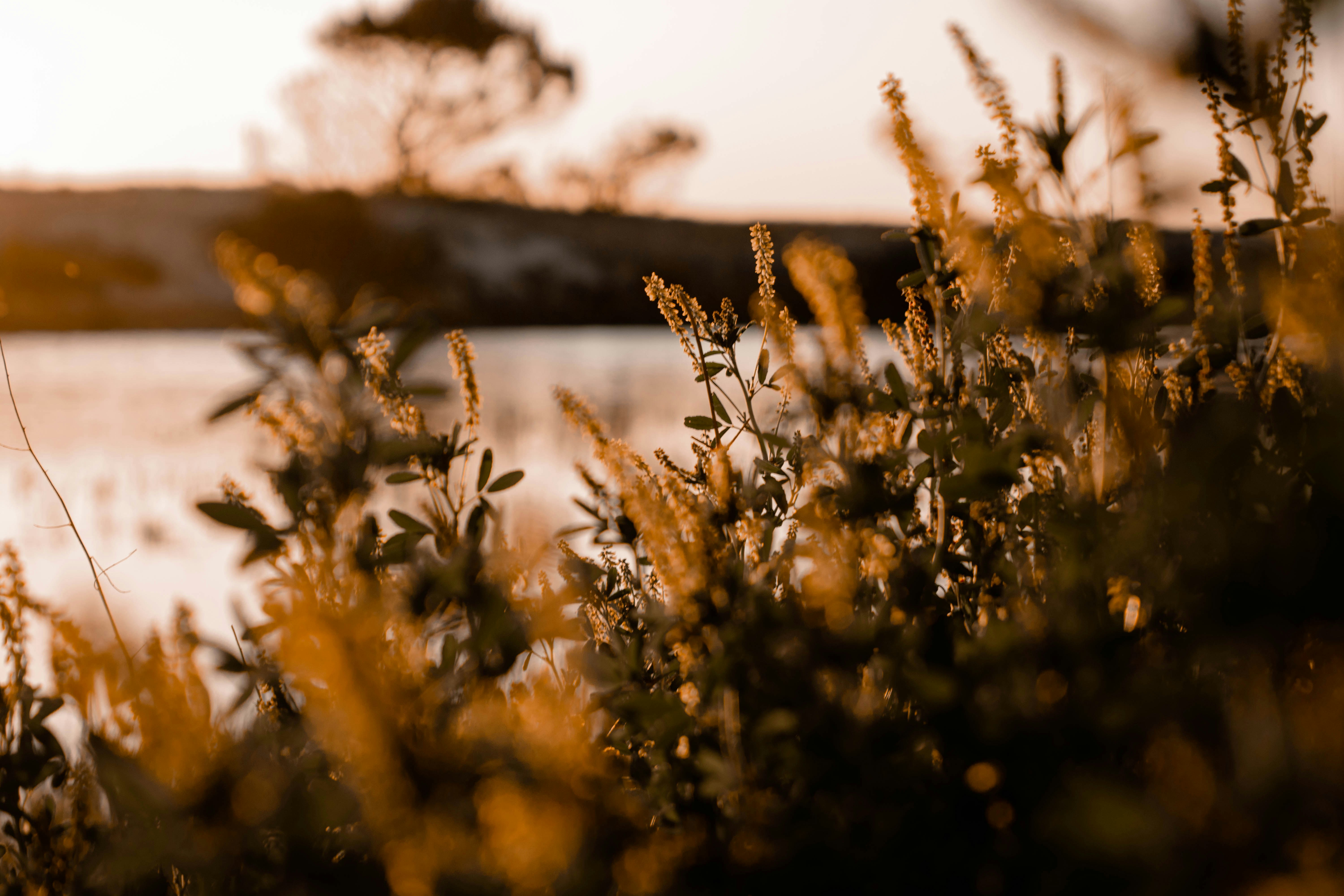 Photo by isathelizard