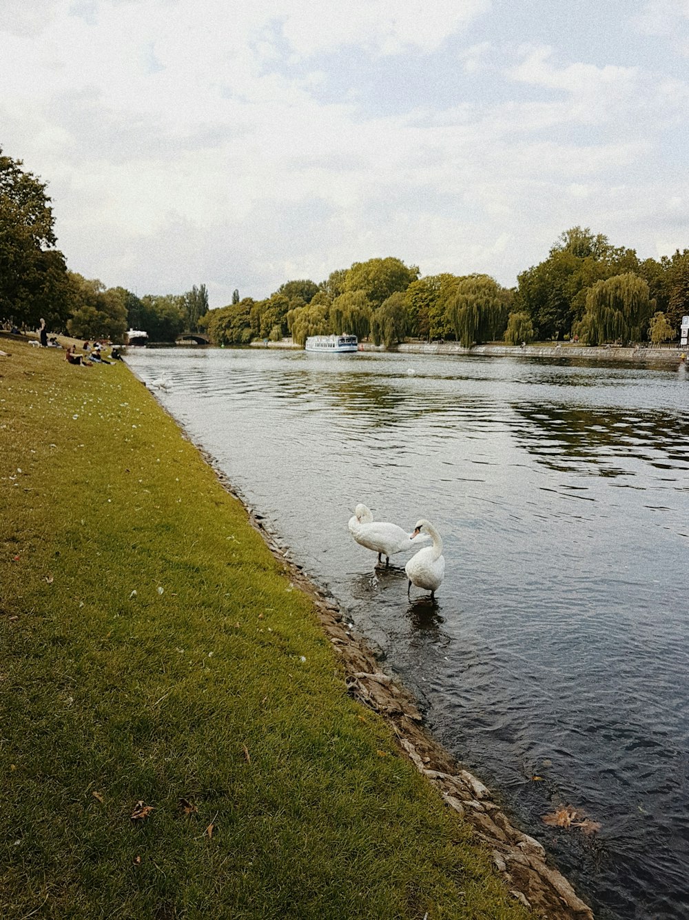 white swan on river during daytime
