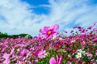 A vibrant field of blooming flowers in Villa Guerrero under a bright blue sky.