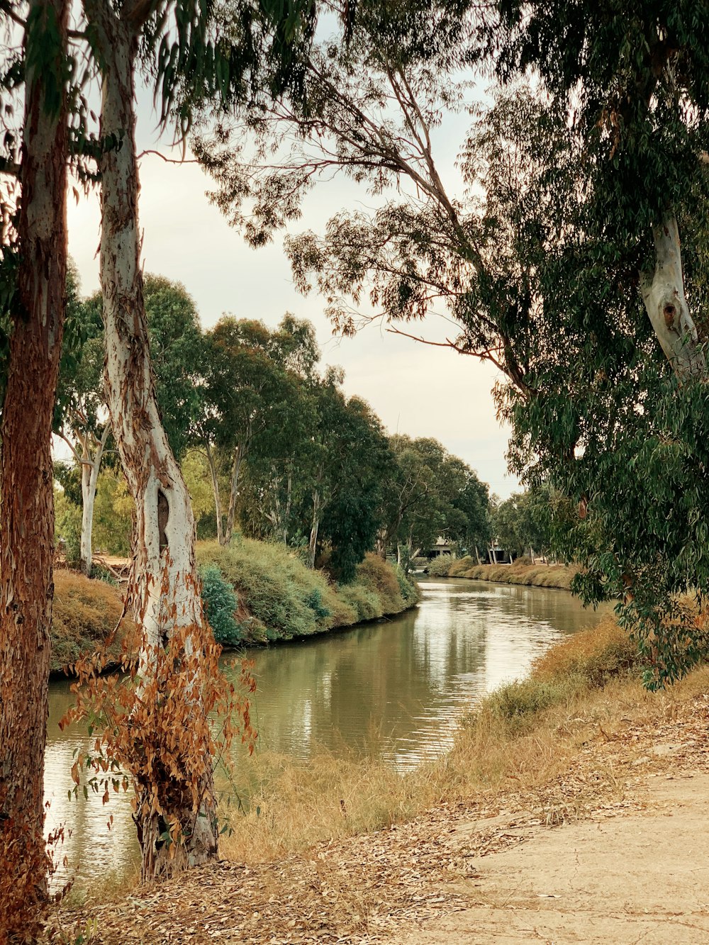 Árboles verdes junto al río durante el día