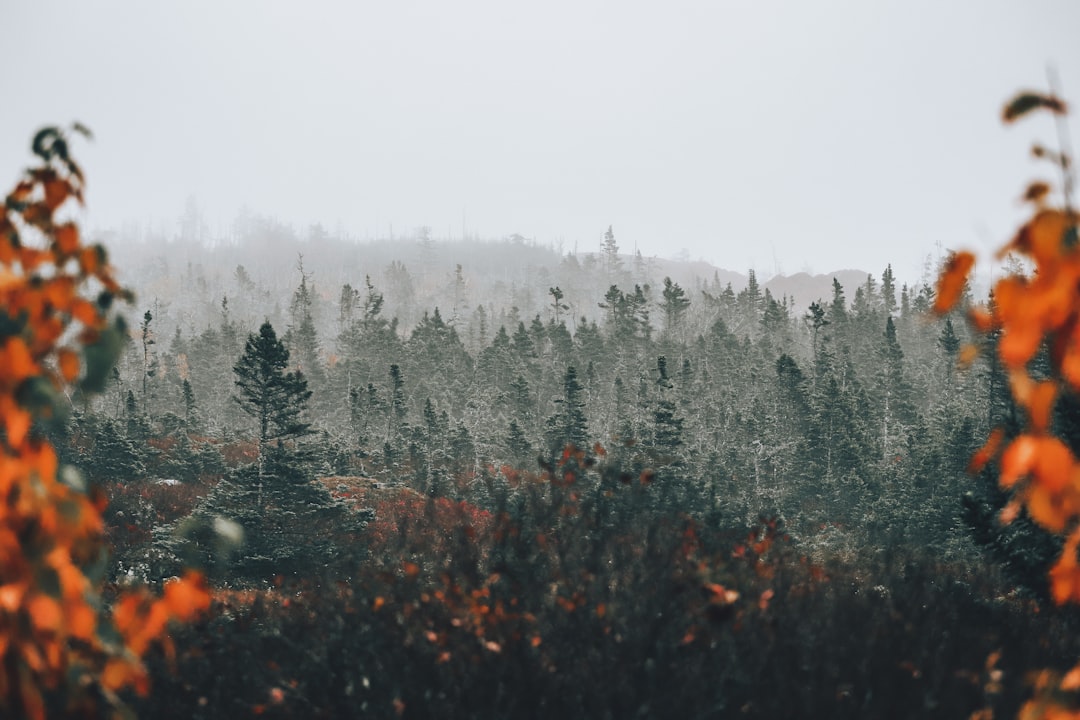 green pine trees covered with fog, A moody and misty morning in Halifax valleys