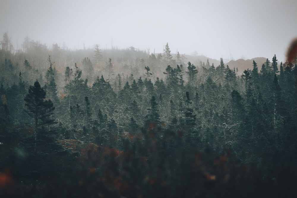 green pine trees covered with fog