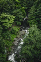 A serene view of the Kali River winding through lush green Dandeli forests at sunrise.