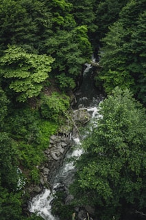 A serene view of lush green forests surrounding a tranquil river.