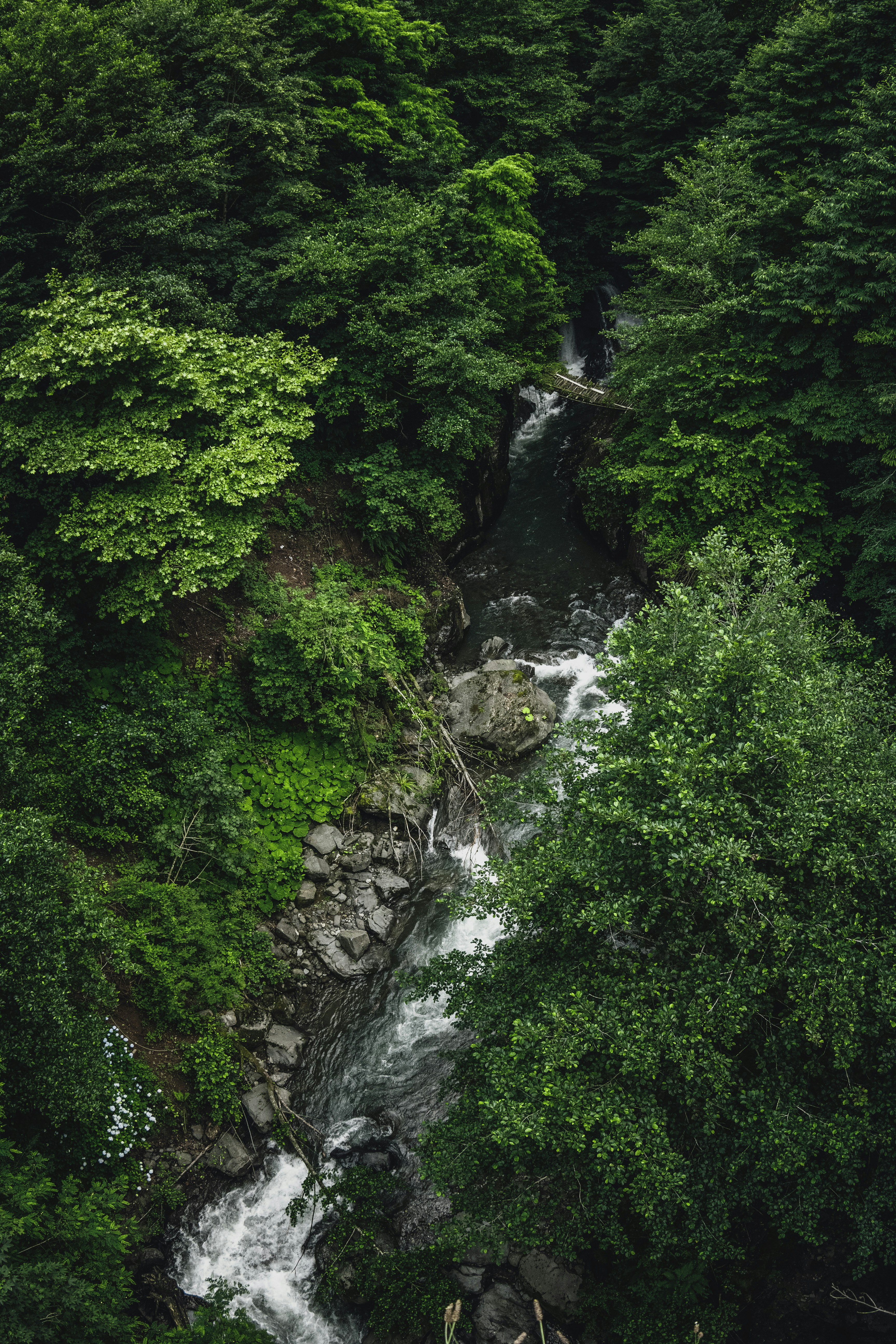 river in the middle of green trees