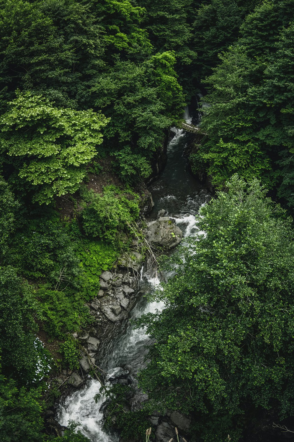 river in the middle of green trees