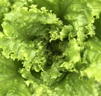 green lettuce in close up photography