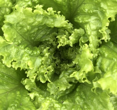 green lettuce in close up photography