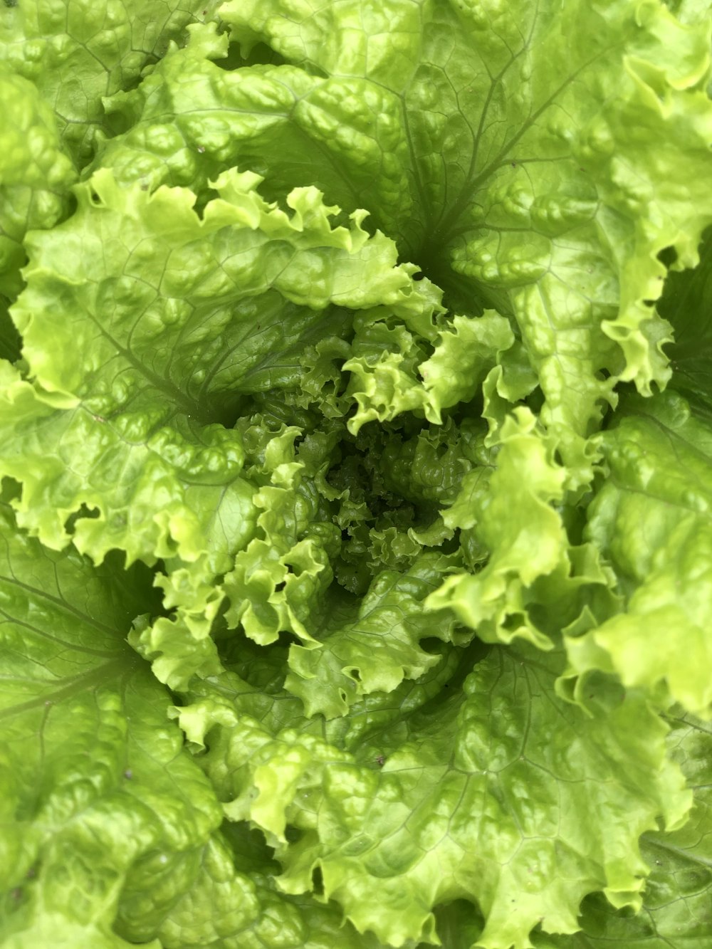 green lettuce in close up photography