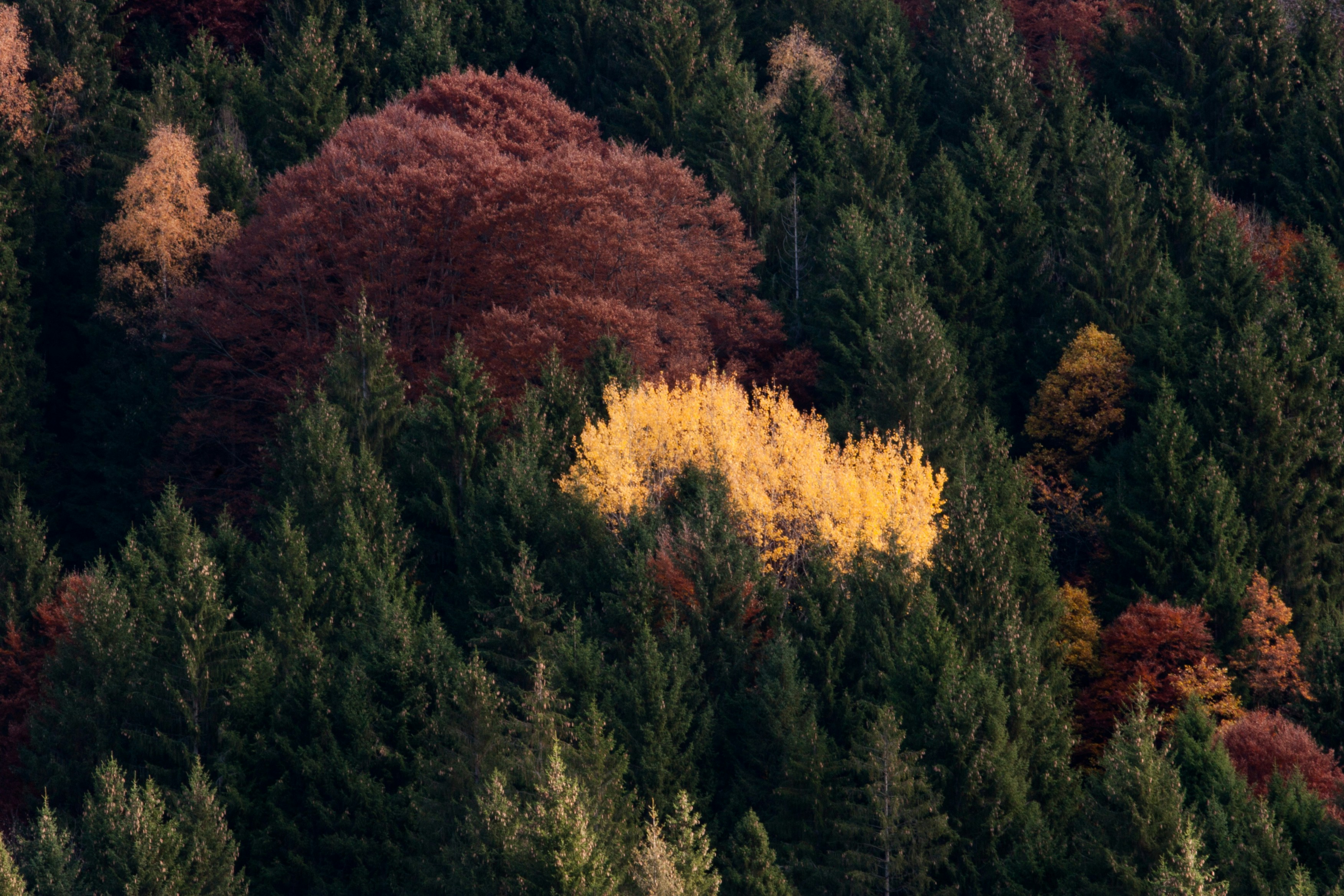 yellow and red trees during daytime