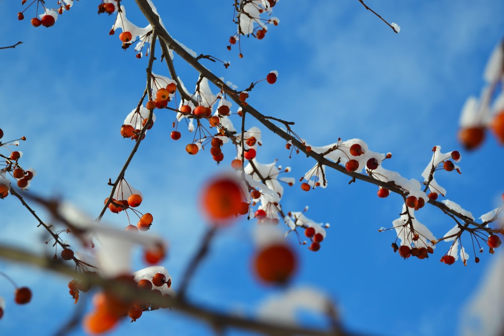 昼間の青空の下、木の枝に赤とオレンジの丸い果実