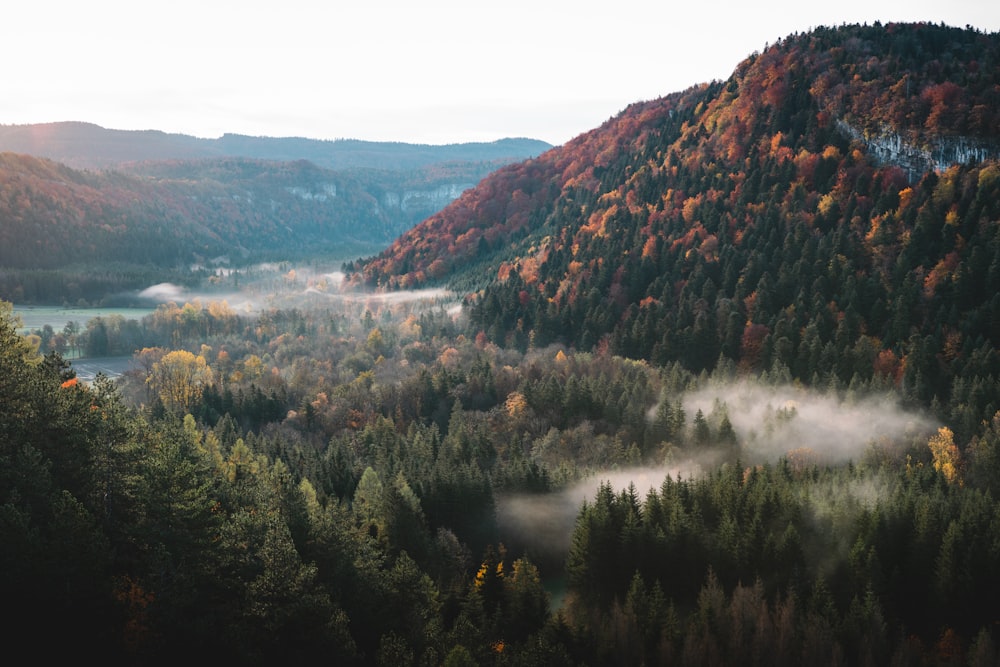 Grüne Bäume am Berg tagsüber