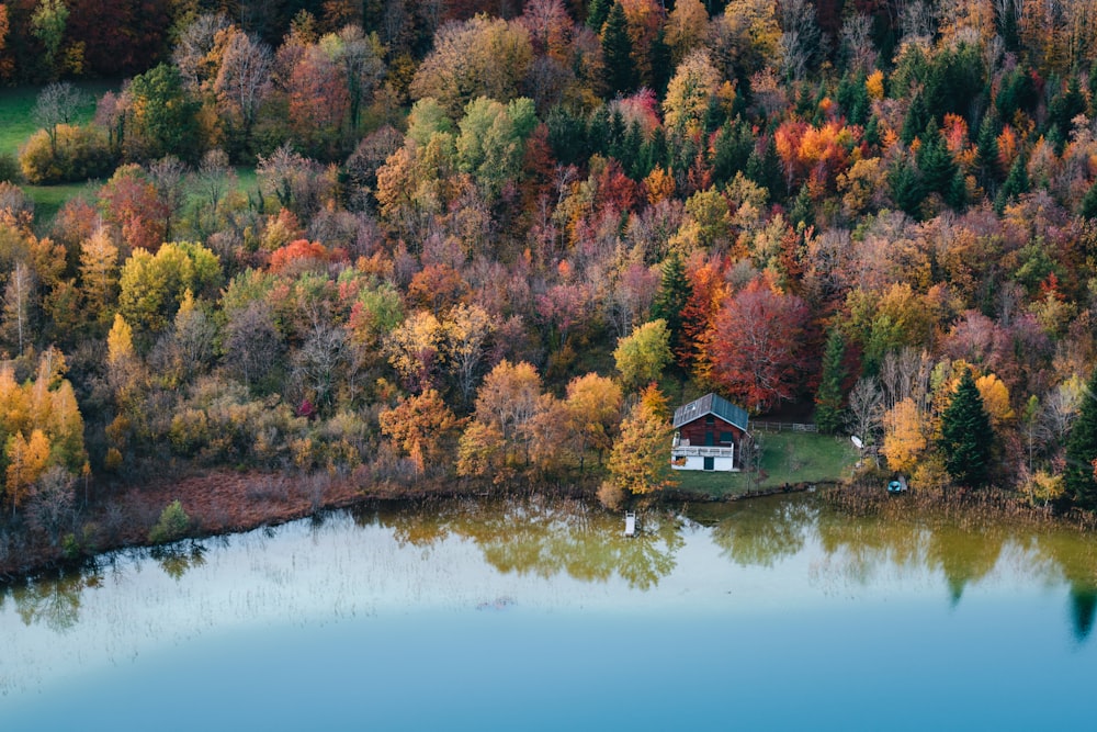 green and brown trees beside lake