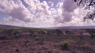 A wide open flat land with sparse trees and a clear horizon in Kaduna State.