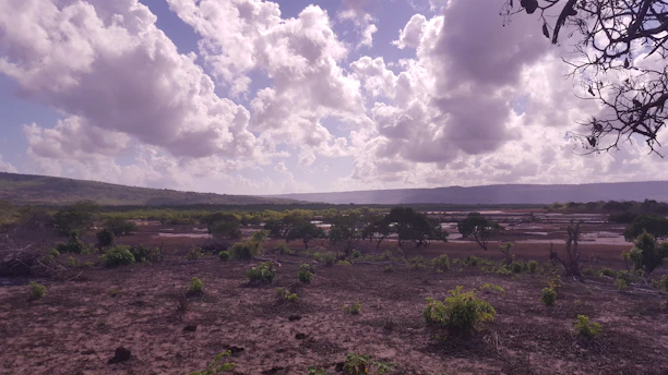 A wide open flat land with sparse trees and a clear horizon in Kaduna State.