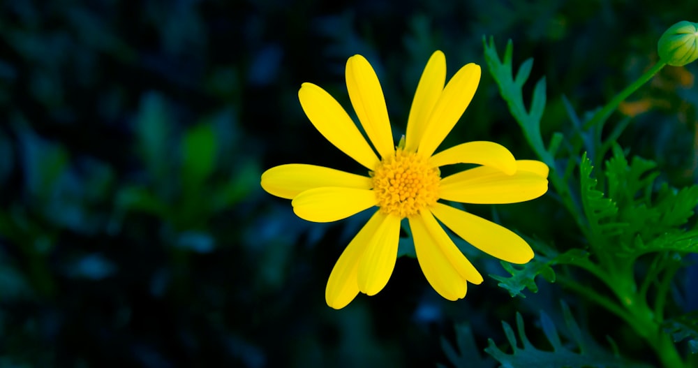 yellow flower in tilt shift lens