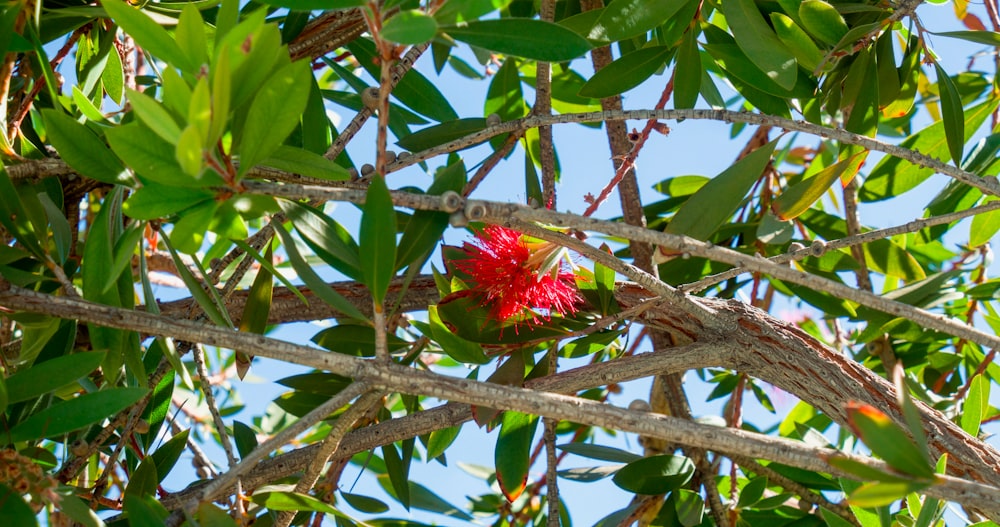 fleur rouge sur branche d’arbre brune pendant la journée