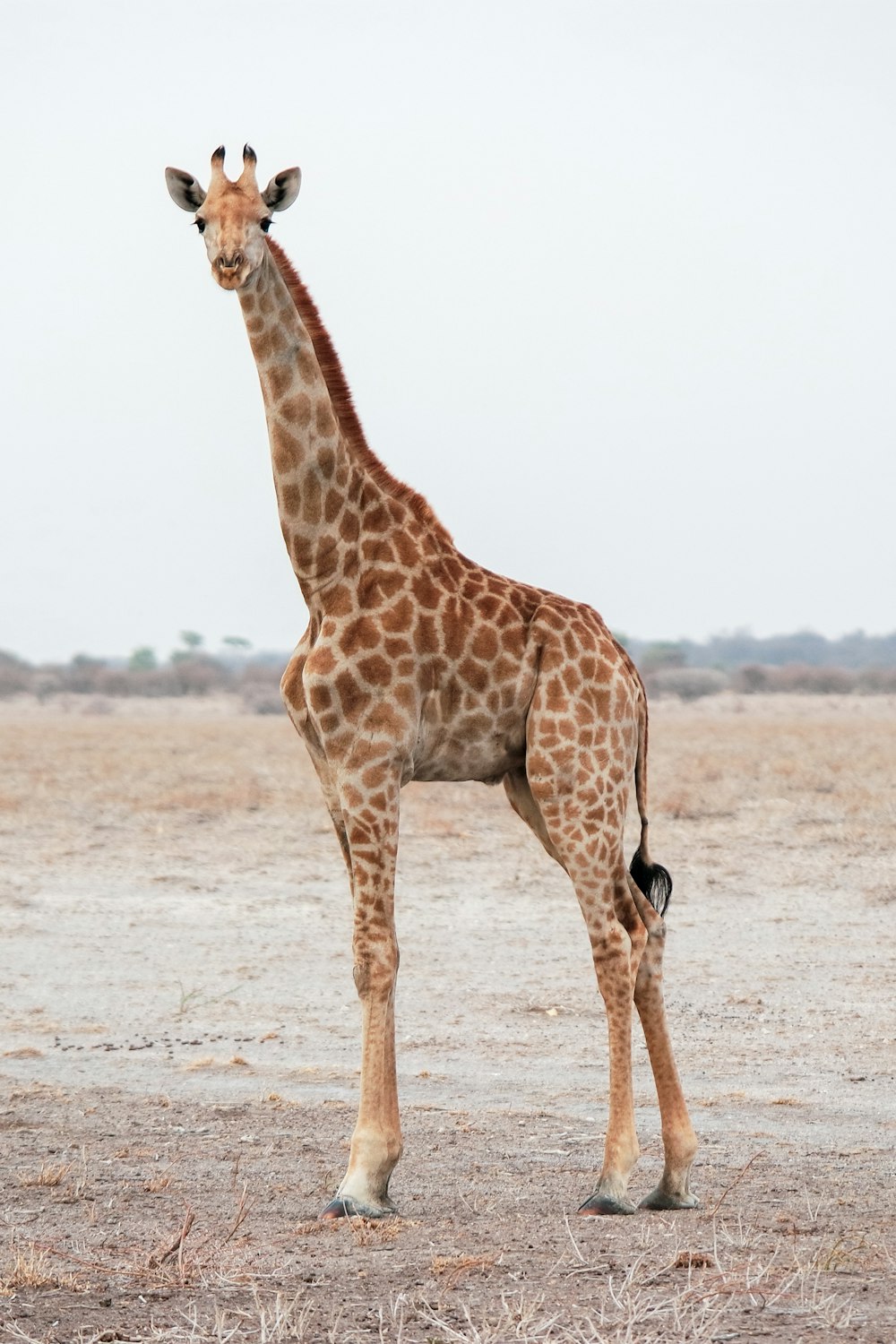 giraffe walking on brown field during daytime