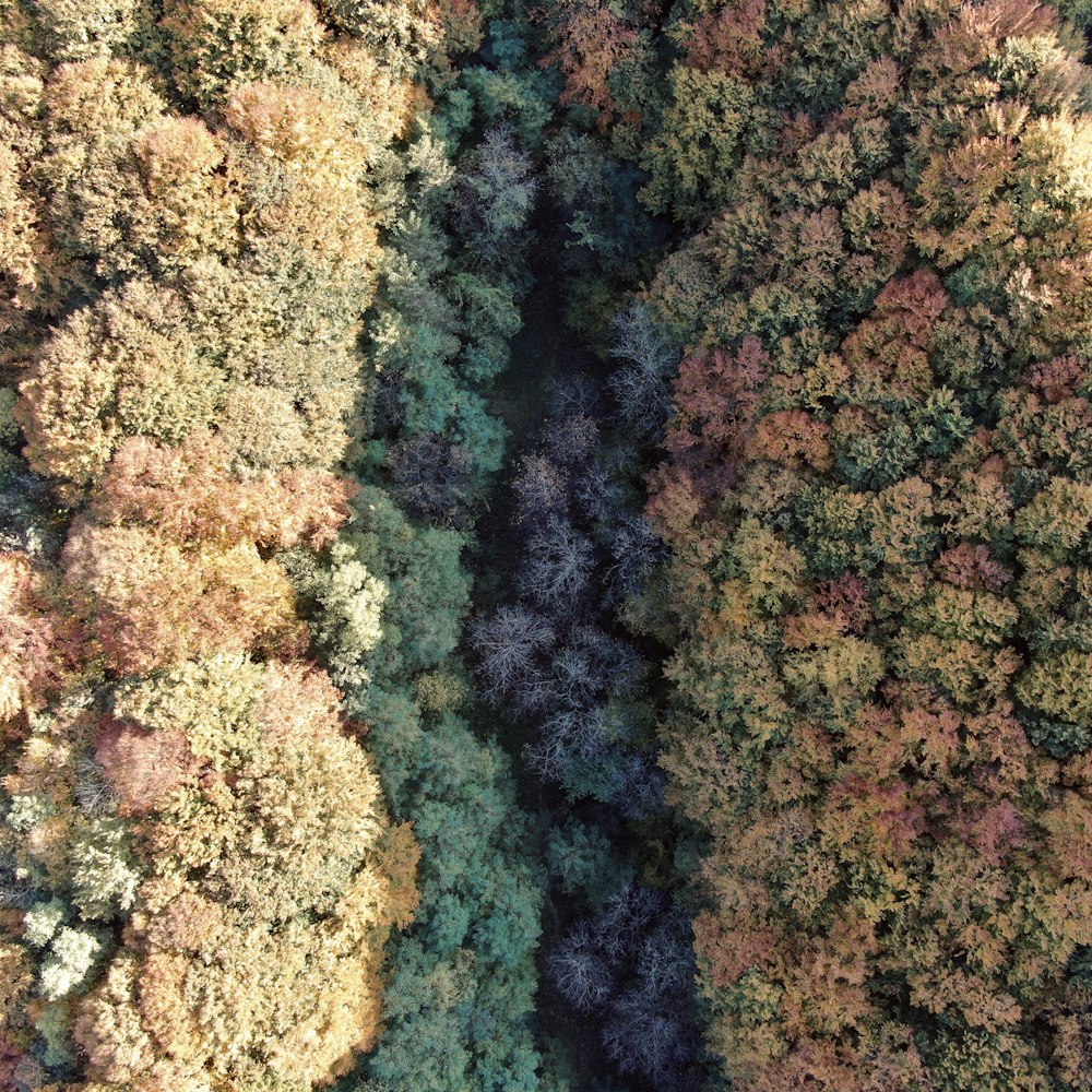 Vue aérienne d’arbres verts et bruns