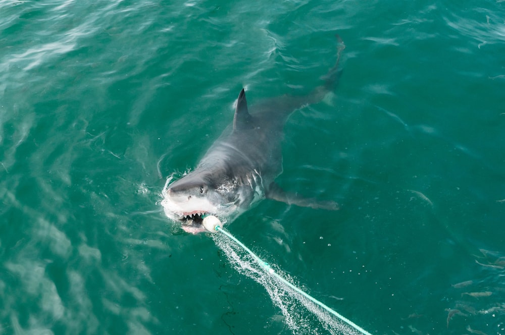 Tiburón negro en agua verde