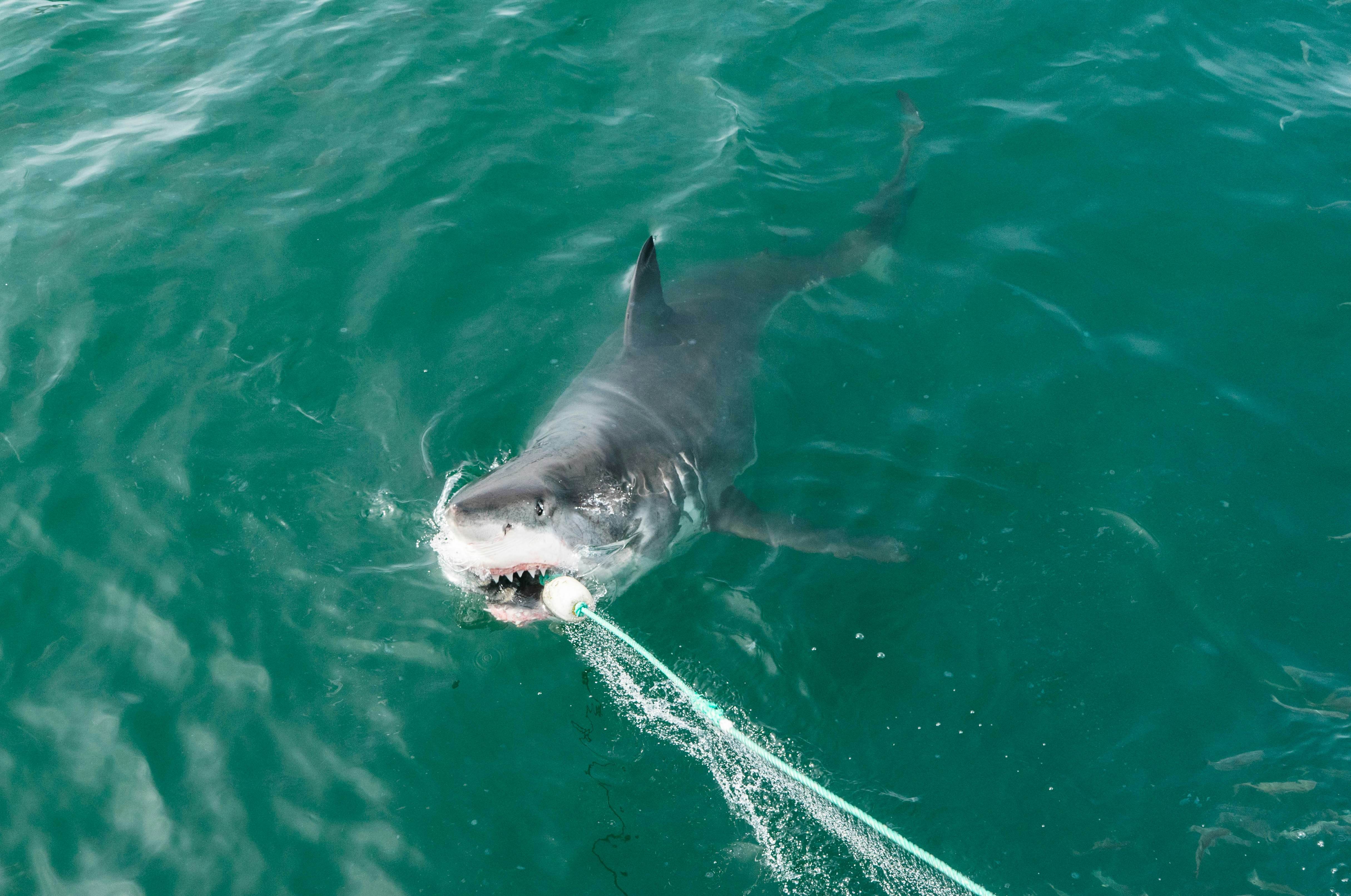 black shark in green water