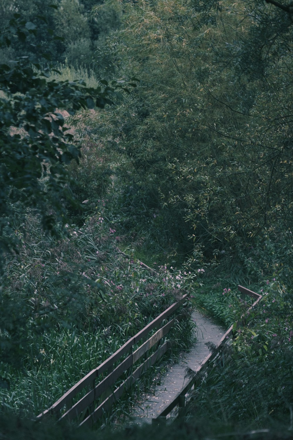 green trees beside train rail