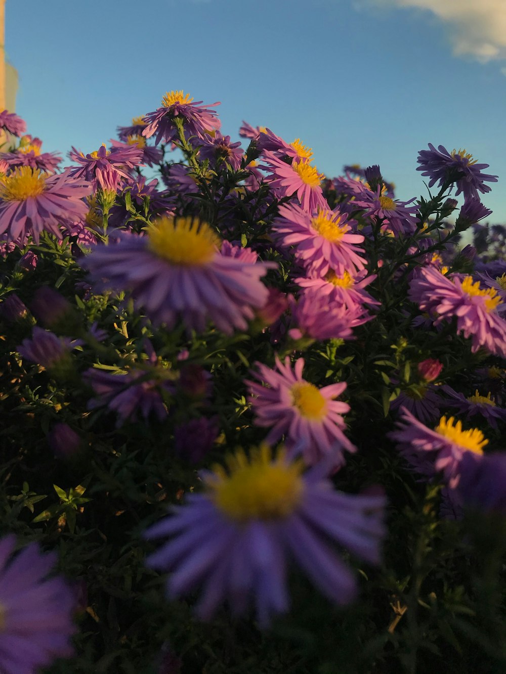 purple flowers under blue sky during daytime