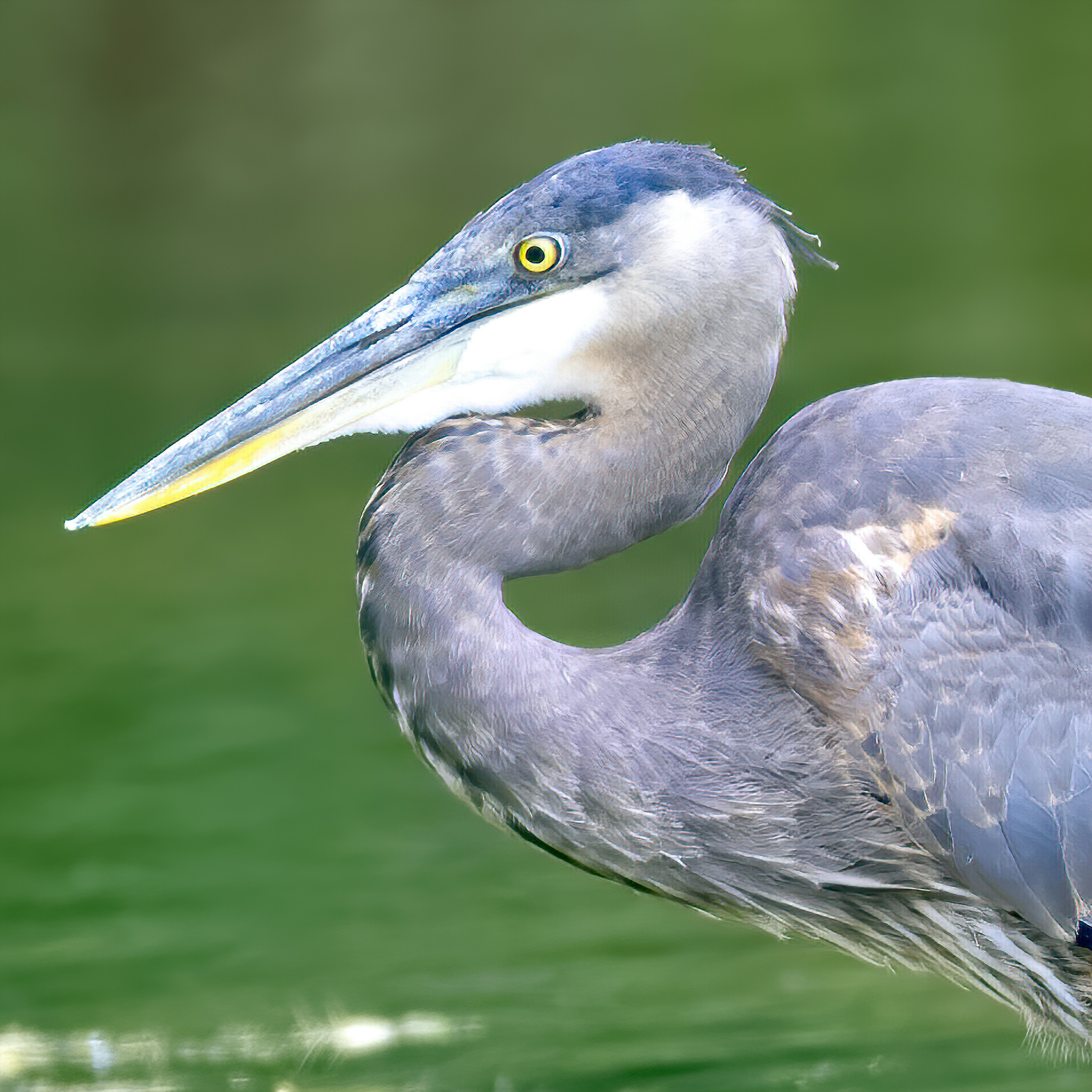 昼間の水上のアオサギの写真 Unsplashで見つけるオースティンの無料写真
