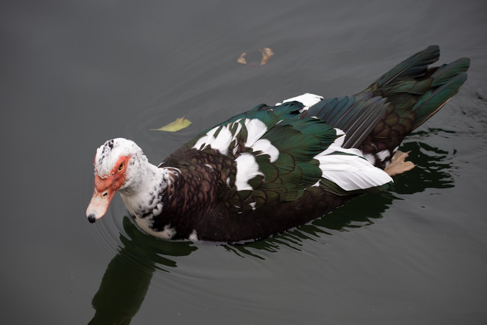 white and black duck on water