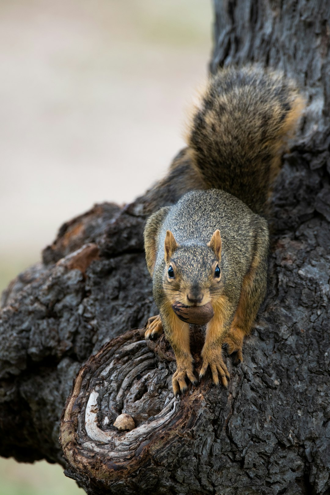 brown squirrel on brown rock during daytime