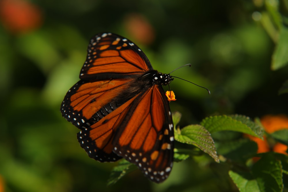 monarch butterfly perched on green leaf in close up photography during daytime