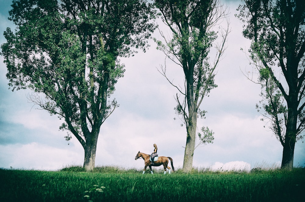 brown deer on green grass field during daytime