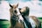 A person with long hair, wearing a black outfit, leans forward on top of a brown horse adorned with a bridle and a light blue saddle pad. The person appears to be engaging affectionately with the horse. The background showcases a blurred green field and a partly cloudy sky.