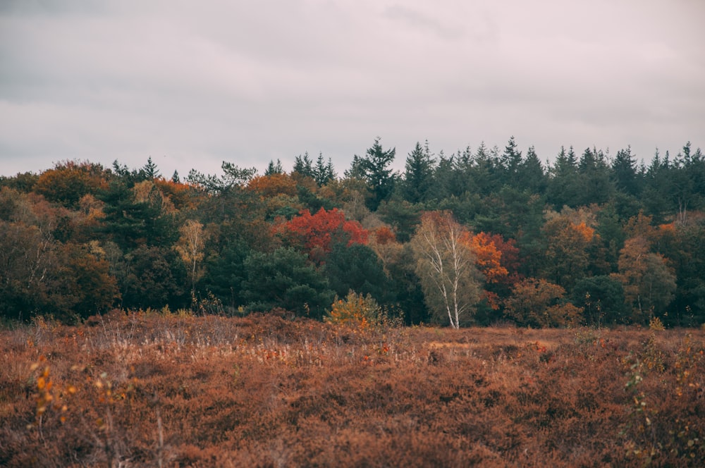 brown and green trees under white sky during daytime