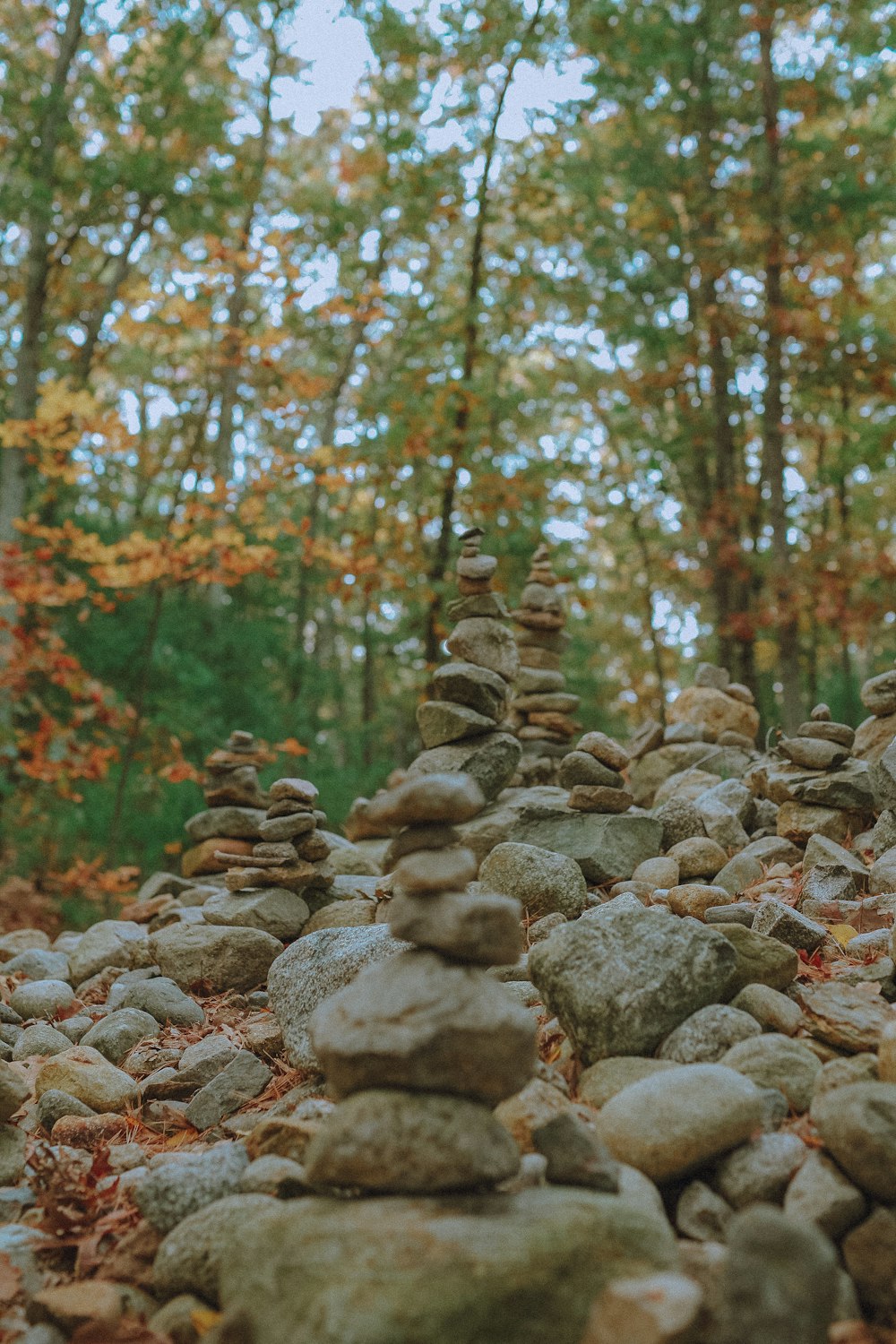 brown and gray rocks near green trees during daytime