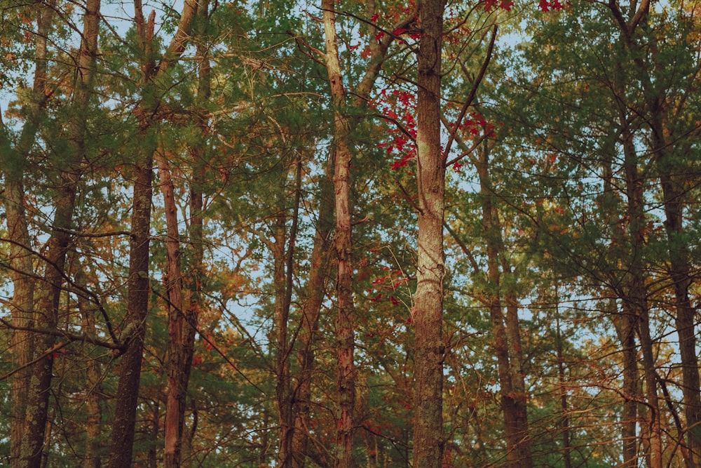 green and brown trees during daytime