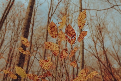 brown leaves on brown tree branch during daytime