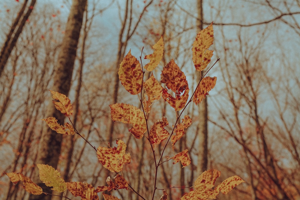 brown leaves on brown tree branch during daytime