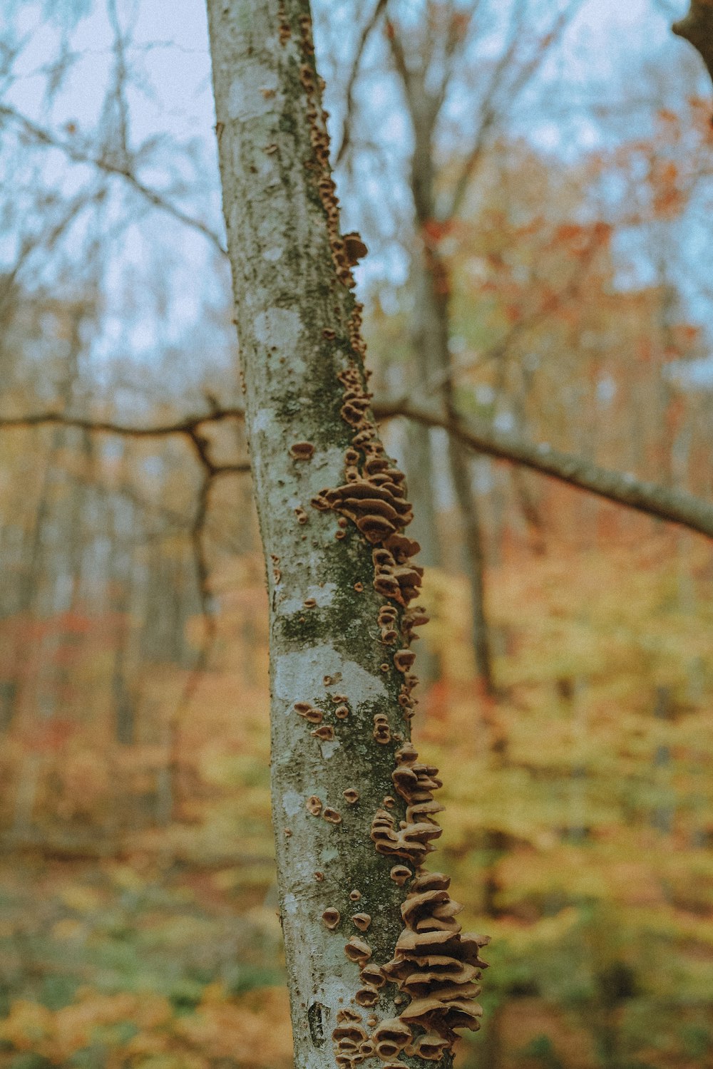 brown and white tree trunk