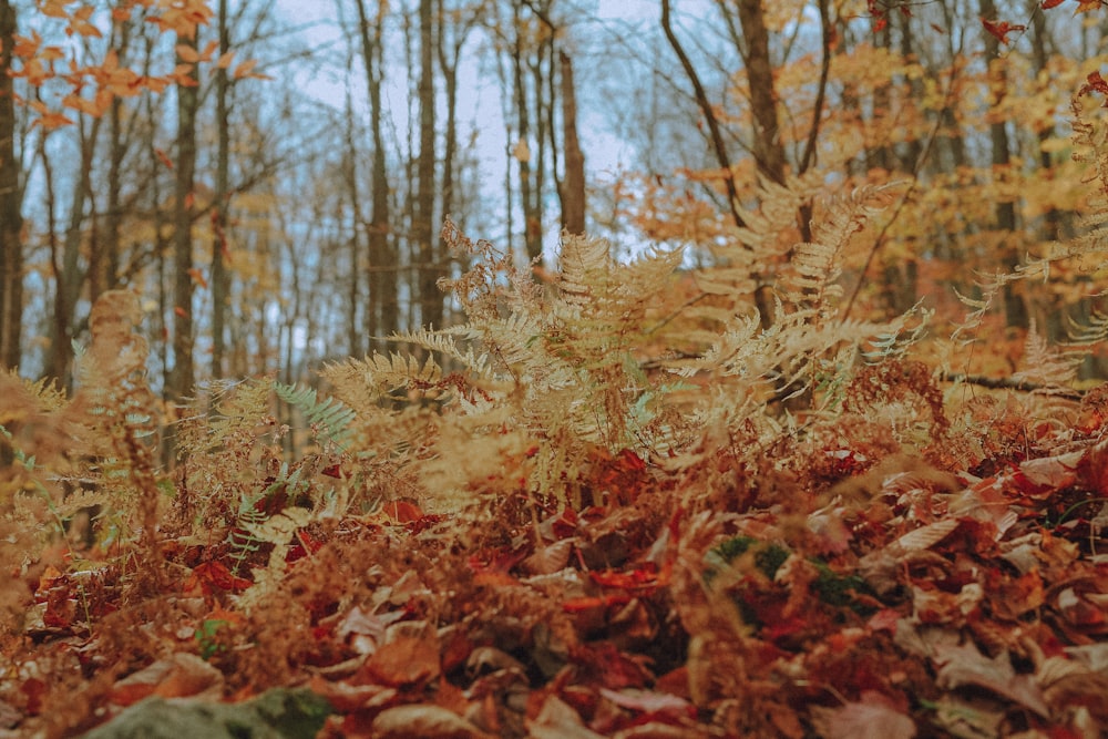 red and brown leaves on ground